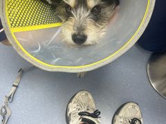 -宠物星动物医院·眼科·异宠·猫科(江南大道总院)