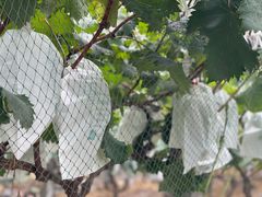 -马陆小张葡萄园农家乐