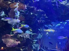 -迪拜帆船酒店海底餐厅