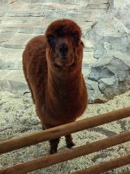 点击看大图 -Zoolung Zoolung动物主题公园(海信广场店)