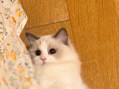 -宠福鑫康馨动物医院·骨科·眼科