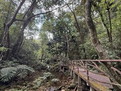 -海南热带雨林国家公园吊罗山景区