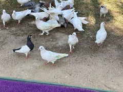 -广东花都香草世界旅游度假区