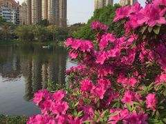 -晓港公园