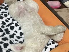 -爱侣宠医·鹦鹉专科·小型哺乳类·异宠专科(灵石路店)