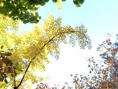 -香山公园