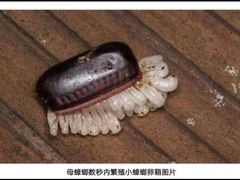 -青花亭 Aobana HK