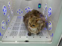 -爱洗澡的猫(望京店)
