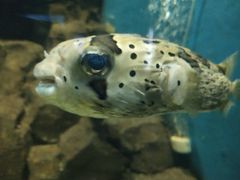 -石家庄海洋公园