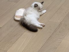 -东方名猫馆·英短金渐层布偶猫舍(环线广场1号楼店)