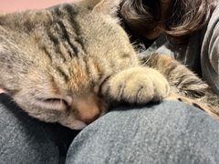 -猫儿山۰猫主题餐厅