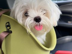 -PET WISH宠物愿望(BFC外滩金融中心店)