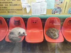 -猫咪博物馆(顶澳仔猫街店)