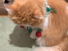 -CAT’S MEWSTAR CAFE·喵星球猫屋(晴湾咖啡店)
