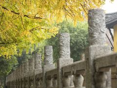 -红梅公园