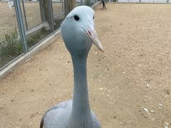 -盐城丹顶鹤湿地生态旅游区