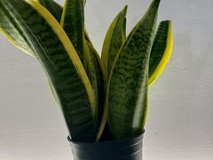 -探窝·竹笙椰子鸡(杨箕店)