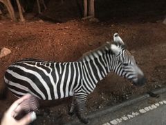 -清迈夜间动物园