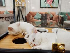 -袖虎·猫馆(体育西路店)