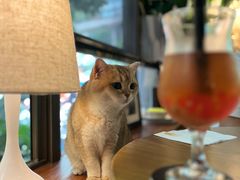 -咖法森林·咖啡  酒吧(天河店)