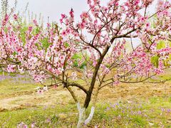 -永定河休闲森林公园