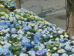 -广州市白云山风景名胜区