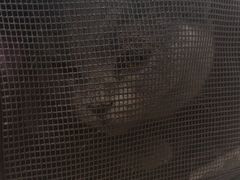 -瑞派雷欧宠物医院·24h夜诊·心脏骨科牙科·全科重症转诊中心(无影山店)