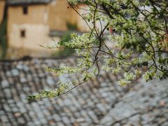 -杨家堂村