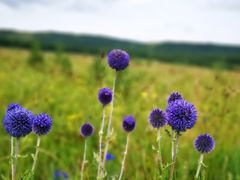 -乌兰布统景区-白桦林