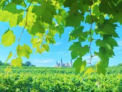 -北京张裕爱斐堡酒庄