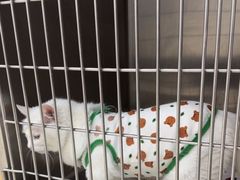 -美联众合动物医院·24h京西诊疗中心