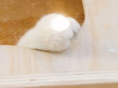 -猫冇咖·家门口的撸猫馆(大融城店)