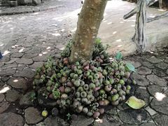 -海南热带野生动植物园