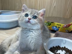 -屋虎猫馆(宝安大仟里店)