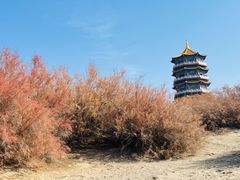 -金塔沙漠胡杨林景区