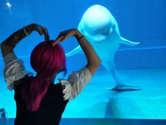 -芜湖新华联大白鲸海洋公园