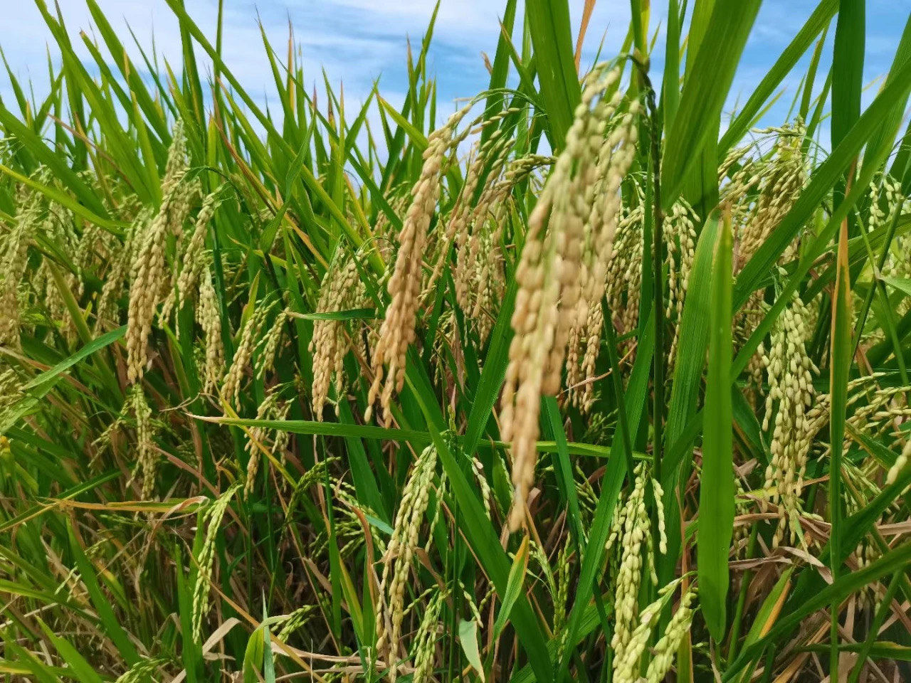 0元玩转这座城 稻子熟了 草木渐渐地老了