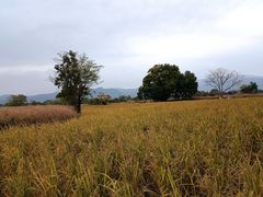 -良渚古城遗址公园
