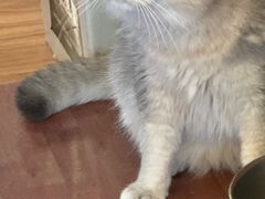 -MOCHA明星猫咖(田子坊店)