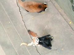 -昆明动物园