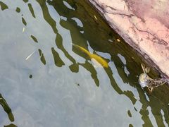 -太阳部落