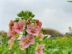 -中国天府农业博览园