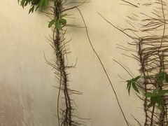 -三亚珠江南田温泉度假区