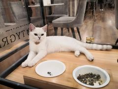 -袖虎·猫馆(体育西路店)
