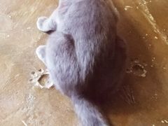 -猫猫幼稚园·撸猫·桌游·电玩