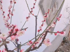-无锡梅园公园