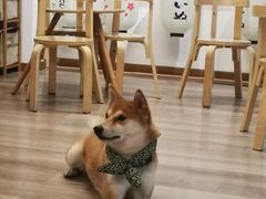 -柴迷FANS CLUB·柴犬狗咖·猫咖