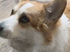 -肥朵食堂(带梦胡同店)