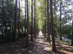 -上海长兴岛郊野公园