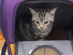 -纳吉亚猫专科动物诊疗中心(蒋宅口分院)